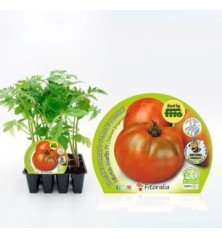 TOMATE HIBRIDO PRODUCTO NATURAL 12 PLANTONES