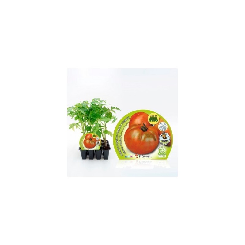 TOMATE HIBRIDO PRODUCTO NATURAL 12 PLANTONES