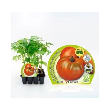 TOMATE HIBRIDO PRODUCTO NATURAL 12 PLANTONES