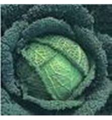 REPOLLO MILAN ECOLOGICO BANDEJA 12 PLANTONES