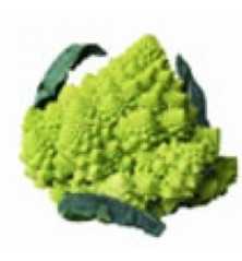 ROMANESCO BANDEJA 6 PLANTONES