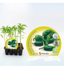 PIMIENTO DE PADRON PRODUCTO NATURAL 12 PLANTONES