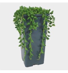 SENECIO HERREIANUS MACETA 14CM