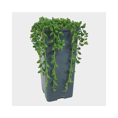 SENECIO HERREIANUS MACETA 14CM