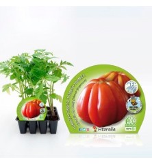 TOMATE CORAZON DE BUEY PRODUCTO NATURAL 12 PLANT