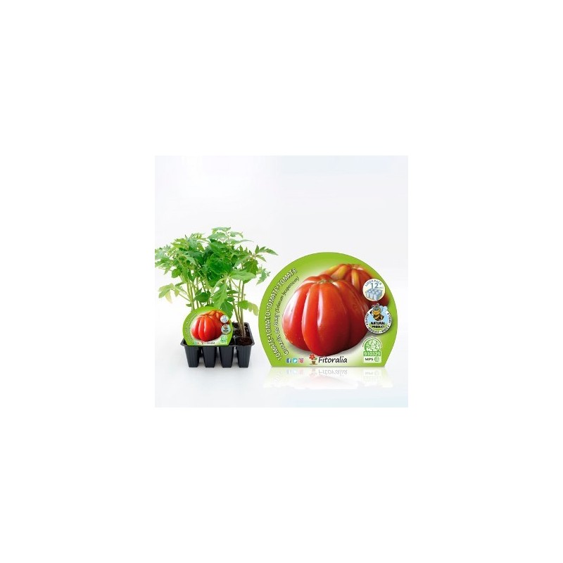 TOMATE CORAZON DE BUEY PRODUCTO NATURAL 12 PLANT