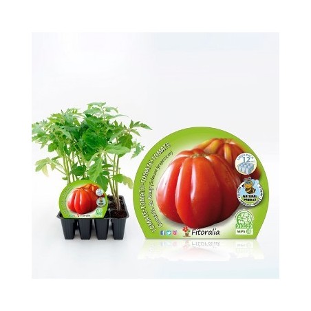 TOMATE CORAZON DE BUEY PRODUCTO NATURAL 12 PLANT