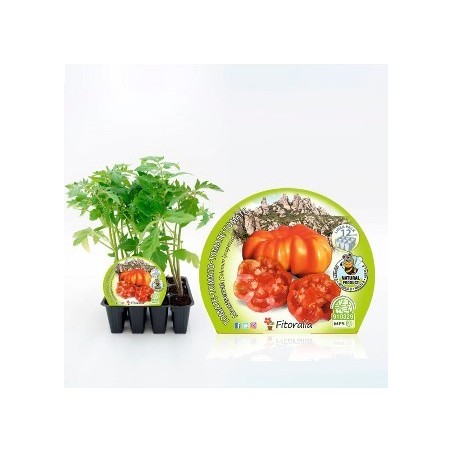 TOMATE MONTSERRAT PRODUCTO NATURAL B12 PLANTONES