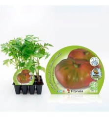 TOMATE ROSA PRODUCTO NATURAL BANDEJA 12 PLANTONES