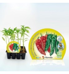 PIMIENTO ITALIANO PRODUCTO NATURAL B12 PLANTONES