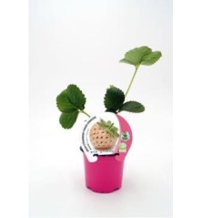 FRESA ANANAS PRODUCTO NATURAL MACETA 10,5CM