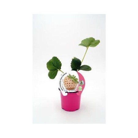 FRESA ANANAS PRODUCTO NATURAL MACETA 10,5CM