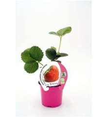 FRESA CHARLOTTE PRODUCTO NATURAL MACETA 10,5CM