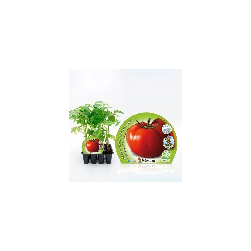 TOMATE TRES CANTOS PRODUCTO NATURAL 12 PLANTONES