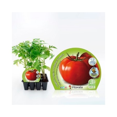 TOMATE TRES CANTOS PRODUCTO NATURAL 12 PLANTONES
