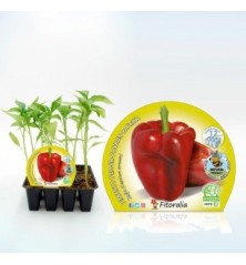 PIMIENTO ROJO PRODUCTO NATURAL12 PLANTONES