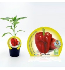 PIMIENTO ROJO PRODUCTO NATURAL MACETA 10,5CM
