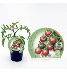 TOMATE BLACK CHERRY NATURAL MACETA 10,5CM