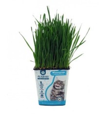 HIERBA PARA GATOS PRODUCTO NATURAL M11