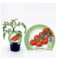 TOMATE CHERRY PRODUCTO NATURAL MACETA 10,5CM