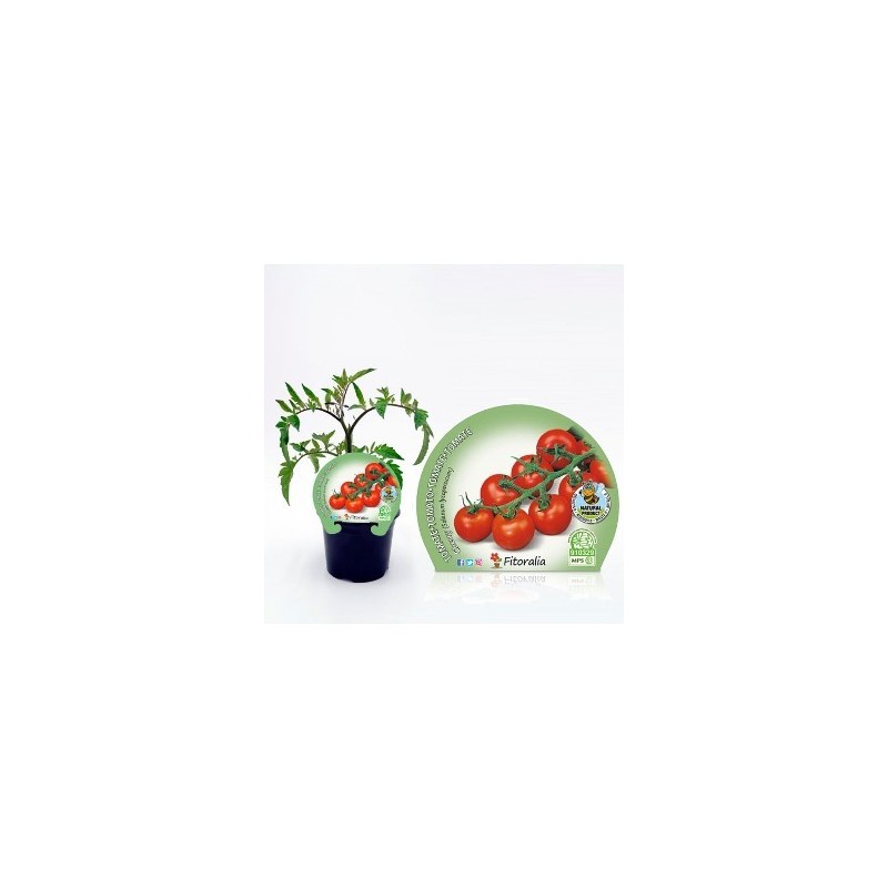 TOMATE CHERRY PRODUCTO NATURAL MACETA 10,5CM