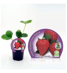 FRESON PRODUCTO NATURAL MACETA 10.5CM