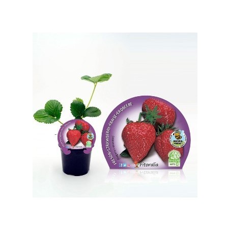 FRESON PRODUCTO NATURAL MACETA 10.5CM