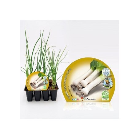 PUERRO PRODUCTO NATURAL BANDEJA 12 PLANTONES