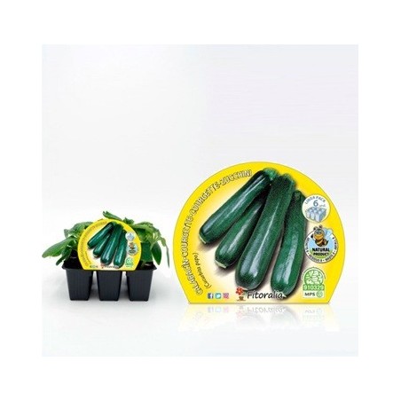 CALABACIN PRODUCTO NATURAL BANDEJA 6 PLANTONES