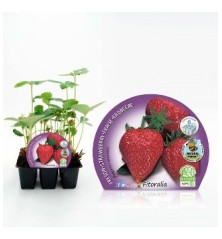 FRESON PRODUCTO NATURAL BANDEJA 6 PLANTONES