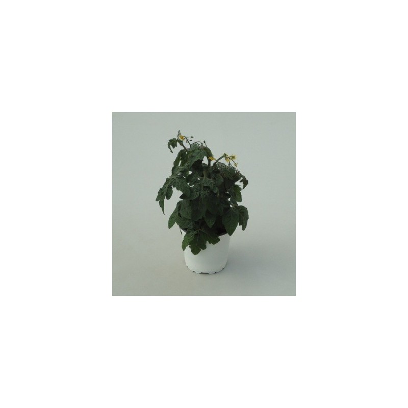 TOMATE CHERRY MACETA 14CM