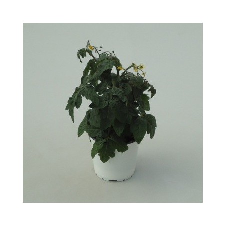 TOMATE CHERRY MACETA 14CM