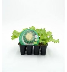 ESCAROLA PRODUCTO NATURAL BANDEJA 12 PLANTONES