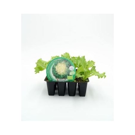 ESCAROLA PRODUCTO NATURAL BANDEJA 12 PLANTONES