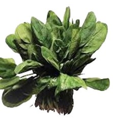 ESPINACAS ECOLOGICAS PACK 6 PLANTONES