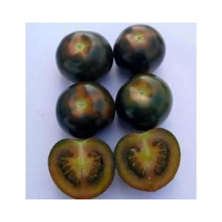 TOMATE CHERRY NEGRO BANDEJA 12 PLANTONES