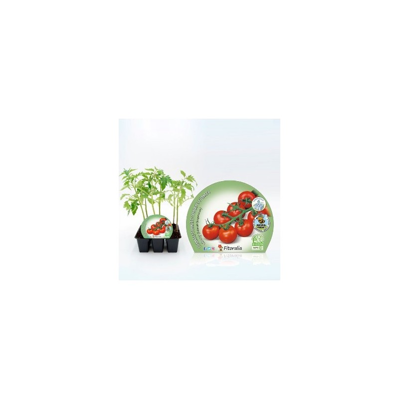 TOMATE CHERRY PRODUCTO NATURAL BANDEJA 6 ALVEOLOS
