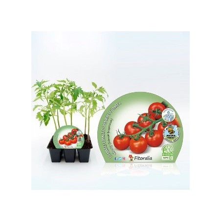 TOMATE CHERRY PRODUCTO NATURAL BANDEJA 6 ALVEOLOS