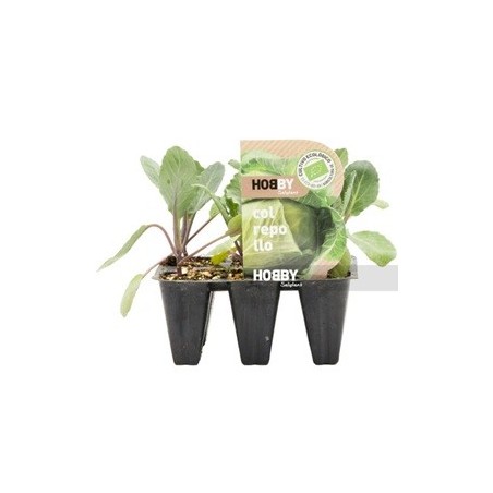 COL REPOLLO PACK 12 PLANTONES