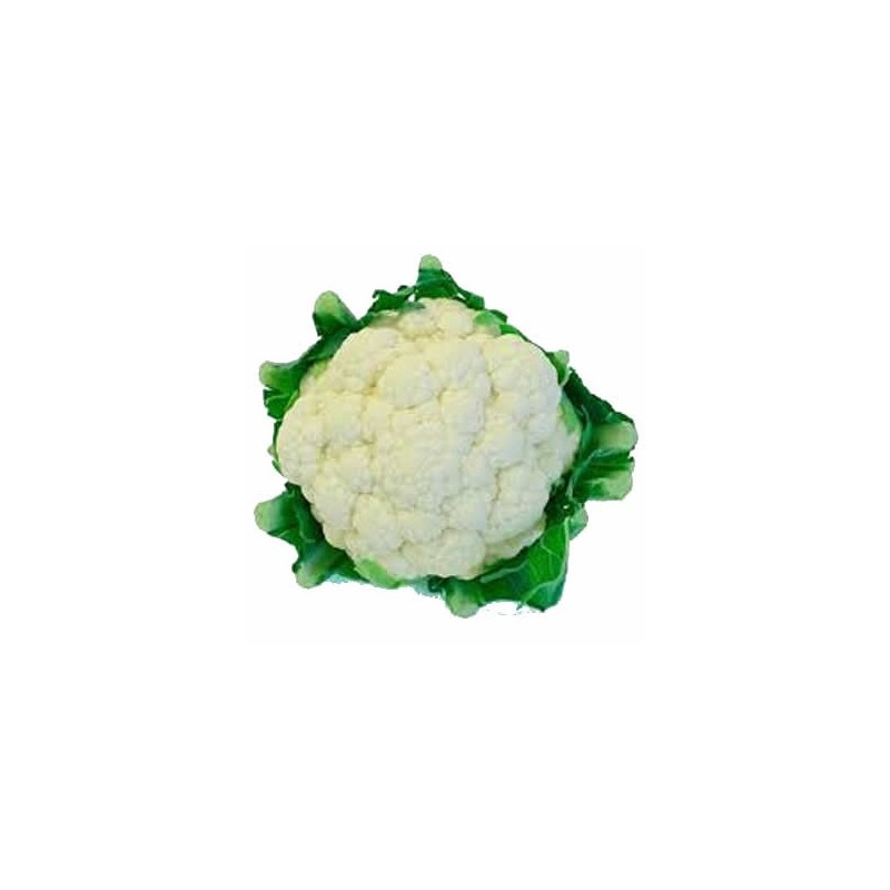 COLIFLOR PACK 12 PLANTONES
