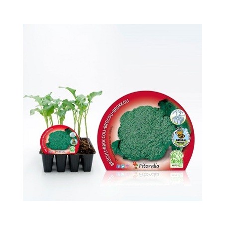 BROCOLI PRODUCTO NATURAL PACK 12 PLANTONES