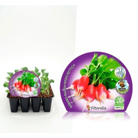 RABANITO ROJO PRODUCTO NATURAL BANDEJA 12 PLANTONE