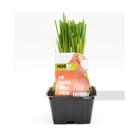 CEBOLLA AMARILLA PACK PLANTONES