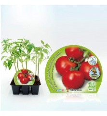 TOMATE RACIMOS PRODUCTO NATURAL BANDEJA 6 PLANTONE