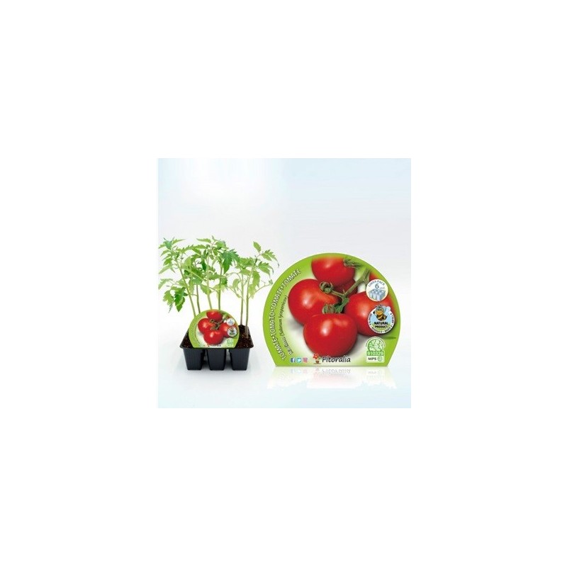 TOMATE RACIMOS PRODUCTO NATURAL BANDEJA 6 PLANTONE