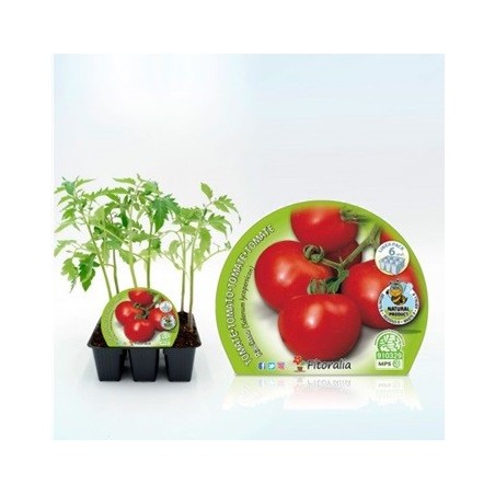 TOMATE RACIMOS PRODUCTO NATURAL BANDEJA 6 PLANTONE