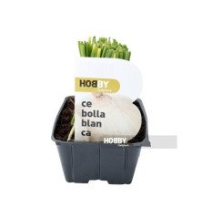 CEBOLLA BLANCA PACK PLANTONES