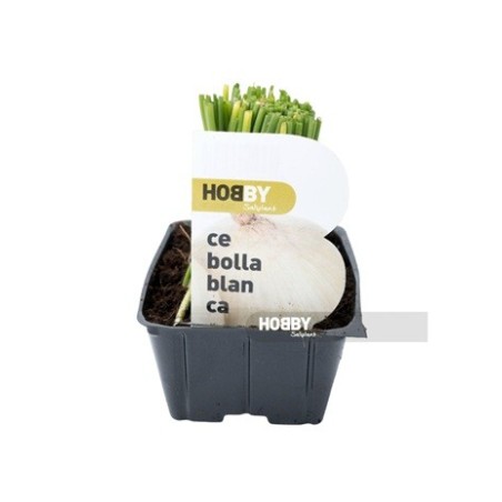 CEBOLLA BLANCA PACK PLANTONES