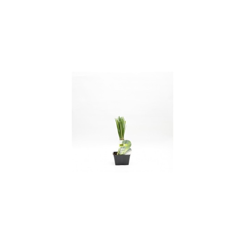 PUERRO PACK PLANTONES