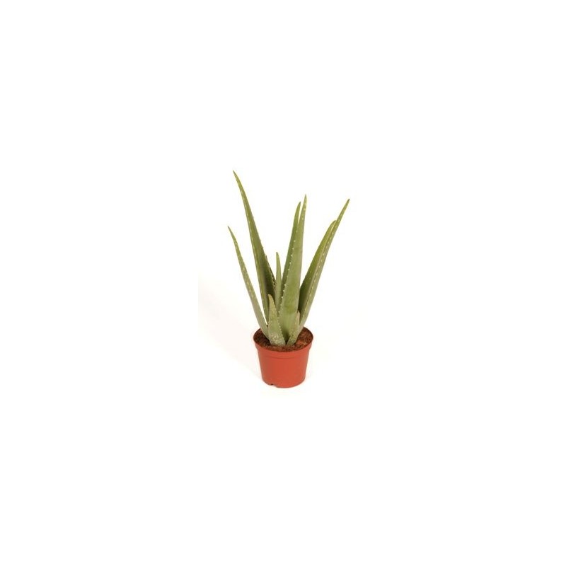 ALOE VERA ECOLOGICO MACETA 17CM